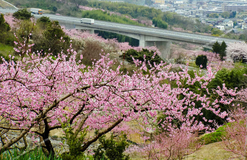 桃の花と高速道路の写真