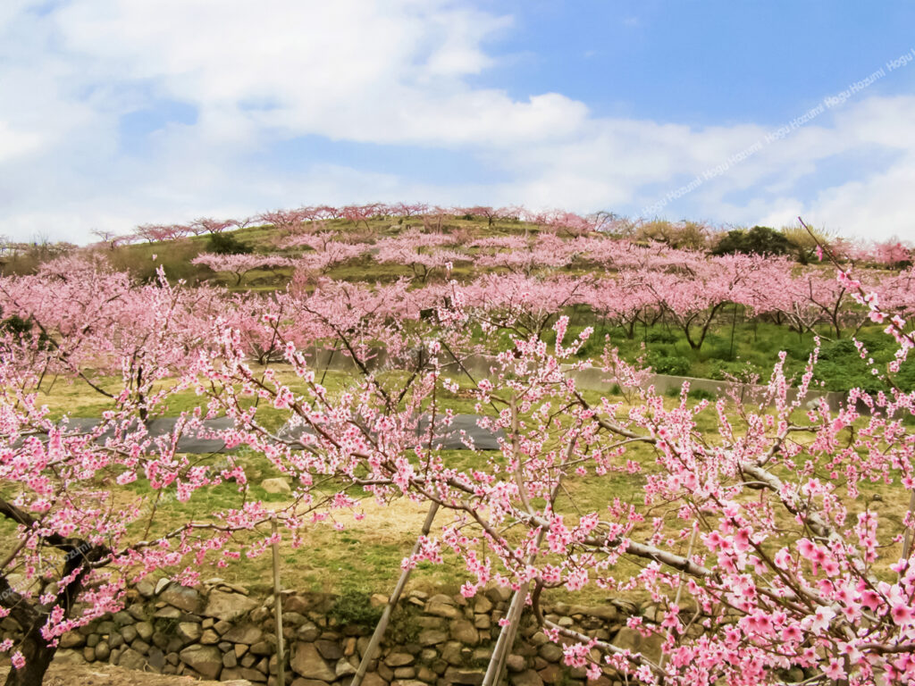 桃の花が咲く丘の写真