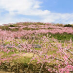 桃の花が咲く丘の写真