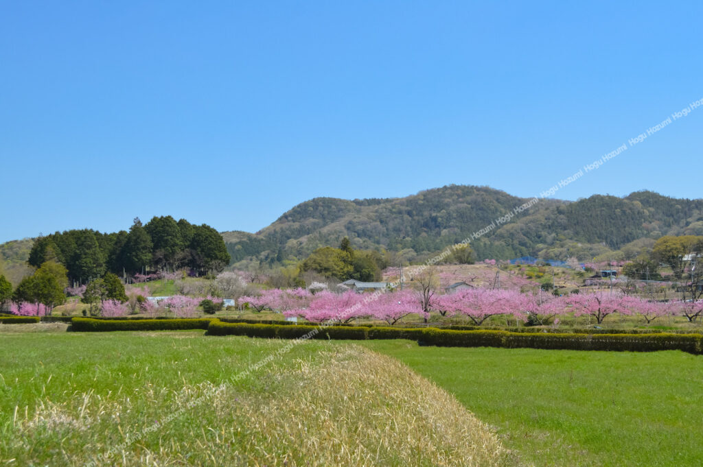 桃の花が咲く風景写真