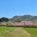 桃の花が咲く風景写真